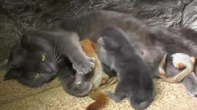 Cat with squirrels