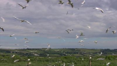 Birds in flight