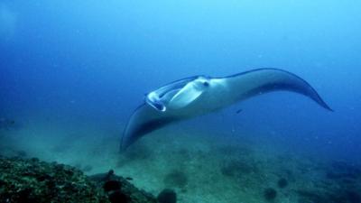 Manta Ray