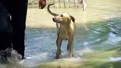 A dog walking through flood water