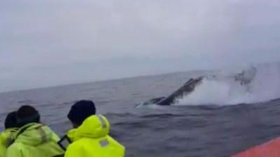 Humpback whale