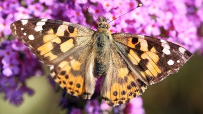 A painted lady butterfly feeding on buddleia