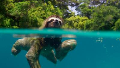 The tiny island of Escudo de Veraguas is home to the pygmy three-toed sloth. Smaller than its mainland relatives it lives in the mangroves of its paradise island home.