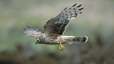 Hen harrier Circus cyaneus, adult female in flight, hunting, Loch Gruinart RSPB reserve, Islay