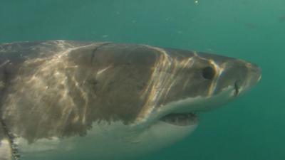 Barely a single great white shark has been spotted off the city's coast for two years, where once there were hundreds.