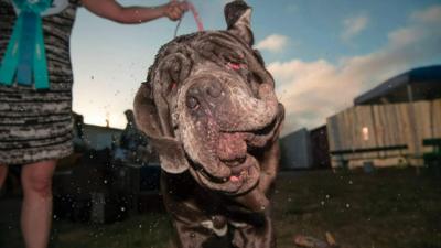 Martha the Neapolitan mastiff.