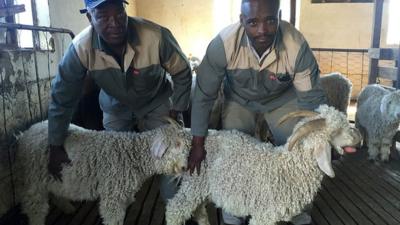 Mohair farmers