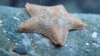 starfish