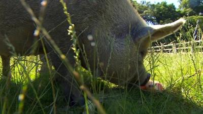 Pig in sunshine