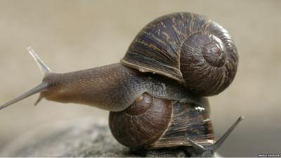 Snail