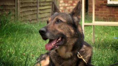 Retired police dog Finn