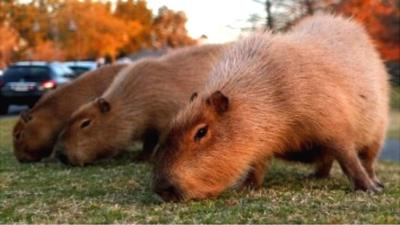 Capybaras