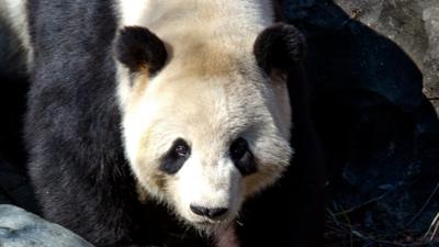 Tian Tian