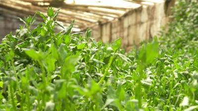 Plants growing inside a Bolivian underground greenhouse