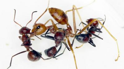 "Exploding ants" in experimental setting with a weaver ant.