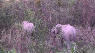 Footage of an elephant carrying her dead calf (c) Prof Raman Sukumar