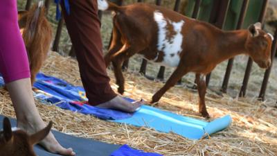 Goat at yoga class