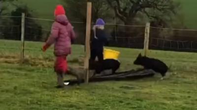 Polly and Molly jumping over a log