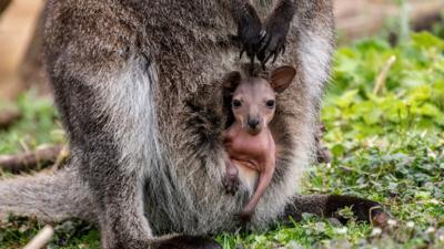 Wallaby joey