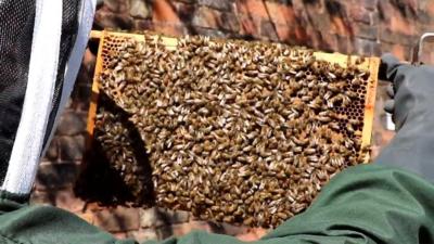 Natalie Phillips working as a beekeeper