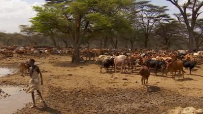 Cattle on dry mud