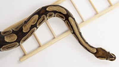 An image of a snake and a ladder