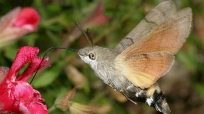 Hummingbird moth
