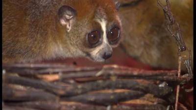 pygmy slow loris