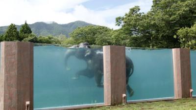 Elephant swimming