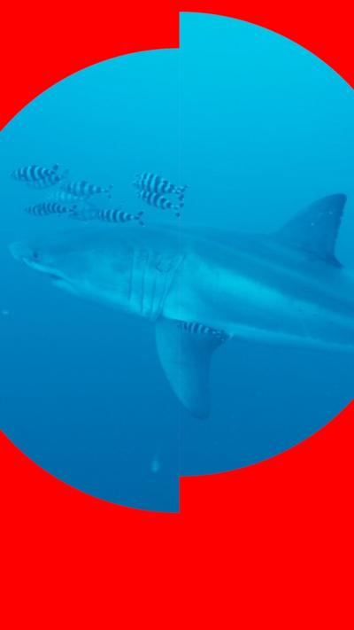 Great white shark swimming with black and while fish
