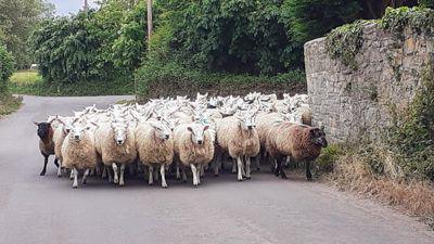 A flock of sheep is turning a corner and running towards the camera.