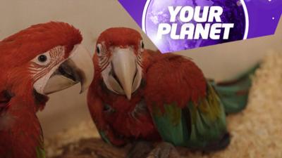 Two macaws and the Your Planet logo