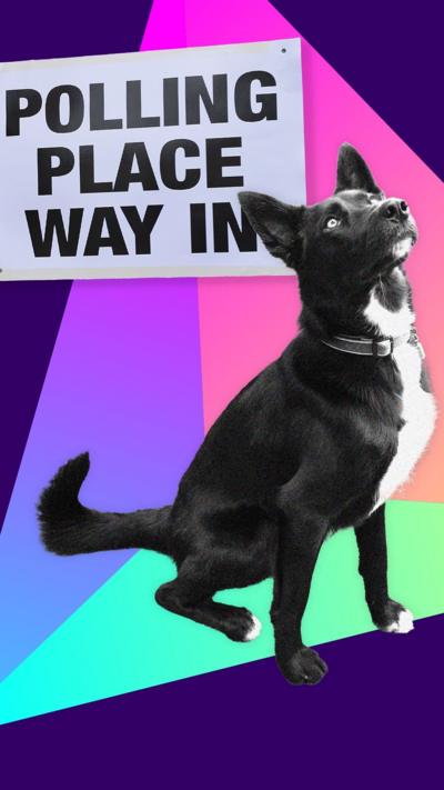 A dog sits next to a polling place sign over a purple background with a colourful pyramid.