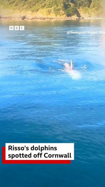 A dolphin fin poking out of the water surface as it swims. 