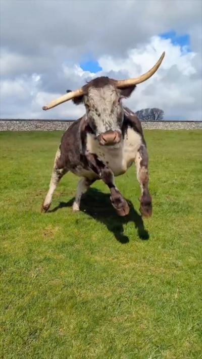 A sycamore longhorn jumps in the air in a field of fresh grass