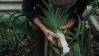 A man holding a giant leek he has just pulled from the ground