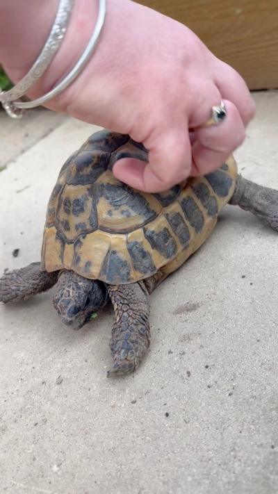 A woman's hand tickles the shell of a tortoise which is on a concrete floor. The hand has bracelets on it and a ring with a dark stone in it.
