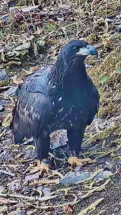 A white-tailed eagle standing on the ground.
