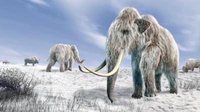 CGI image of woolly mammoths on the Arctic Tundra