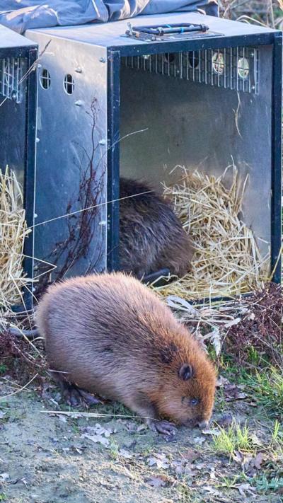 Beavers released from cage on riverbank