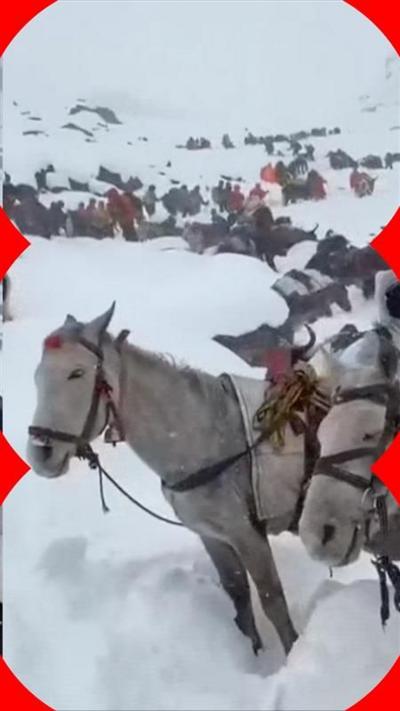 Rescuers gather with their horses against snowy mountains