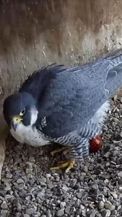 Peregrine laying egg