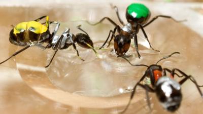 Image of three ants with coloured paint on their abdomens