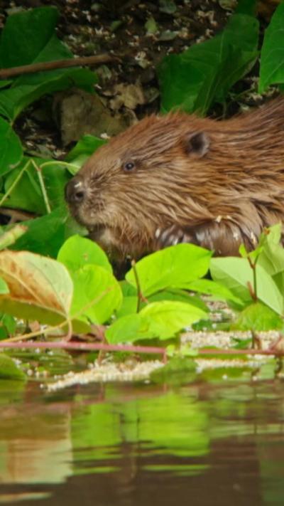 Chilled wild beaver