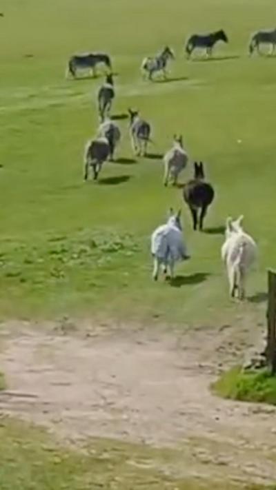 Donkeys running in a field of green grass. 