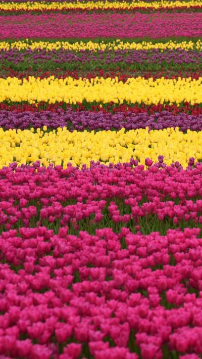 Field of hundreds of tulips in pink, yellow and purple