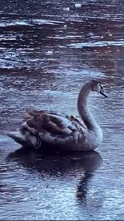 A sawn stuck within ice in Edinburgh