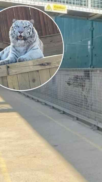 Aleks the white tiger sits on a wooden block basking in the sun. His teeth are exposed as he looks to camera looking relaxed.