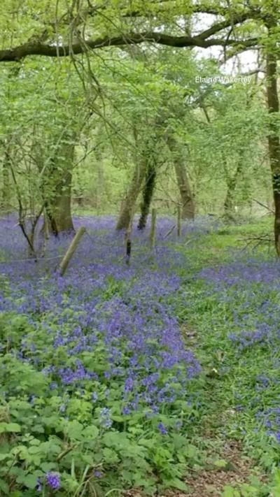 Violet flowers in a woodland, among trees