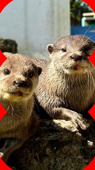 Two otters sit on a rock and look directly at the camera.